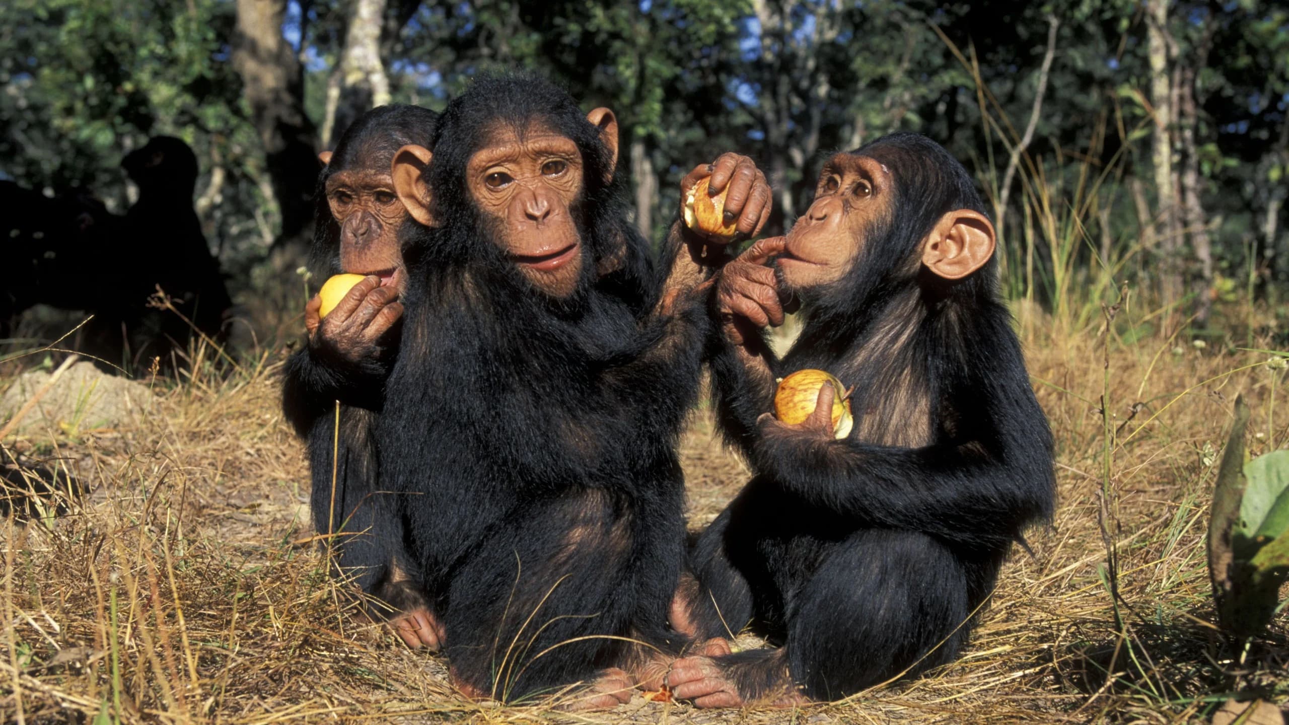 Tiny Genetic Tweak From An Ancient Virus Might've Prevented Chimpanzees From Developing Brains Like Ours - ScienceAlert